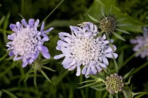 Grasslands Prints: Small Scabious Scabiosa columbaria close-up of flowers