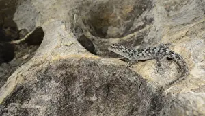 South Africa Prints: Small-scaled Leaf-toed Gecko (Goggia microlepidota) adult