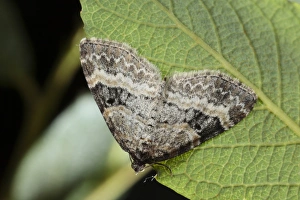 Geometrid Prints: Small Seraphim (Pterapherapteryx sexalata) adult, resting on leaf, Powys, Wales, june