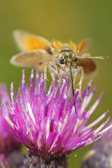 Thistle Prints: Small Skipper (Thymelicus sylvestris) adult