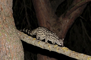 Small-spotted Genet (Genetta genetta) adult, walking along branch at night, Castilla y Leon, Spain, November