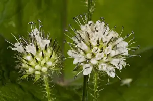 Flowerheads Prints: Small Teasel (Dipsacus pilosus) close-up of flowerheads