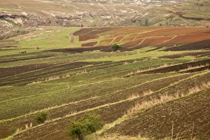 Landscape Prints: Small terraced arable fields in spring at high altitude