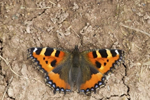 Soil Prints: Small Tortoiseshell (Aglais urticae) adult