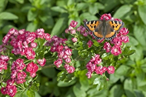 Small Tortoiseshell (Aglais urticae) adult, feeding on hawthorn blossom in garden, England, June