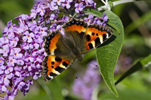 Small Tortoiseshell (Aglais urticae) adult, feeding on Buddleia (Buddleja davidii) flowers in garden, Powys, Wales