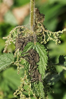 Stinging Prints: Small Tortoiseshell (Aglais urticae) larvae