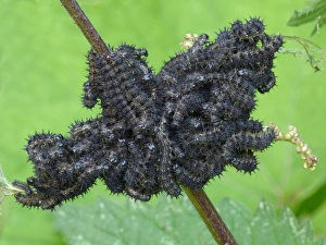 Stinging Prints: Small Tortoiseshell (Aglais urticae) larvae