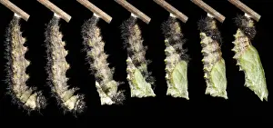 Pupa Prints: Small Tortoiseshell (Aglais urticae) metamorphosis sequence of larva changing into pupa