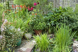 Pots Prints: Small urban garden with flowerpots and pond, Norfolk, England, july