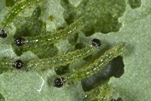 Pests Prints: small white butterfly, Pieris rapae, neonate caterpillars feeding on a cabbage leaf