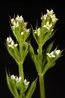 Annual Prints: Small white flowers of cleavers or goosegrass