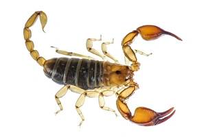 Scorpion Prints: Small Wood-scorpion (Euscorpius sicanus) adult
