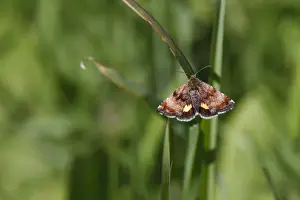 Small Yellow Underwing (Panemeria tenebrata) adult, resting on grass in meadow, Powys, Wales, May