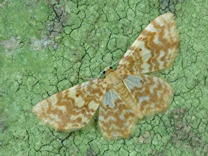 Geometridae Prints: Small Yellow Wave (Hydrelia flammeolaria) adult