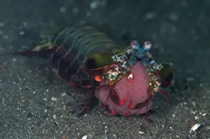 Strait Prints: Smashing Mantis Shrimp (Odontodactylus scyllarus) adult