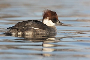 Smew (Mergellus albellus) adult female, swimming, Lothian, Scotland, december