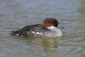 Smew (Mergellus albellus) adult female, swimming on river, Norfolk, England, April