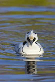 Captive Prints: Smew (Mergellus albellus) adult male, swimming, Martin Mere W. W. T. (captive)