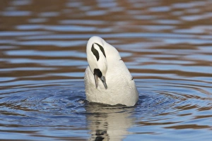 Smew (Mergellus albellus) adult male, preening on water, Martin Mere W. W. T. (captive)