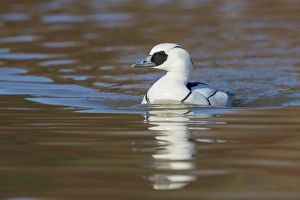 Smew (Mergellus albellus) adult male, swimming on river, Norfolk, England, March