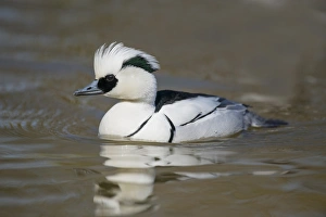 Swimming Prints: Smew (Mergellus albellus) adult male, swimming on river, Norfolk, England, April