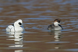 Editor's Picks: Smew (Mergellus albellus) adult pair, swimming on river, Norfolk, England, March
