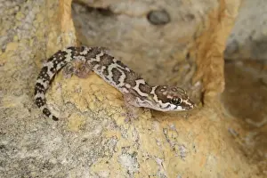 South Africa Prints: Smiths Thick-toed Gecko (Pachydactylus formosus) adult