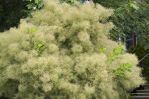 Smoke Bush (Cotinus coggygria) Young Lady, flowering in garden, Ottawa, Ontario, Canada, July