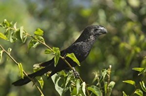Lesser Antilles Prints: Smooth-billed Ani (Crotophaga ani) adult