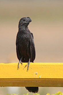Cuckoos Prints: Smooth-billed Ani (Crotophaga ani) adult