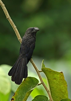 Smooth-billed Ani (Crotophaga ani) adult, perched on stem, Botanical Gardens, Santo Domingo, Dominican Republic