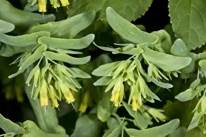 Southeastern Europe Prints: Smooth Honeywort (Cerinthe glabra) close-up of flowers, Bulgaria, May