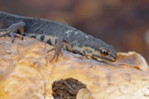 Smooth Newt (Lissotriton vulgaris) adult, resting on fungi, Norwich, Norfolk, England, september