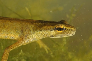 Common Newt Prints: Smooth Newt (Lissotriton vulgaris) adult female, close-up of head, underwater, Italy, june