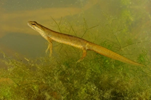 Smooth Newt (Lissotriton vulgaris) adult female, underwater, Italy, june