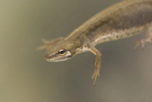 Smooth Newt (Lissotriton vulgaris) adult female, close-up of head and front legs, underwater in dew pond, Lathkil Dale