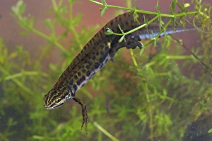 Common Newt Prints: Smooth Newt (Lissotriton vulgaris) adult male