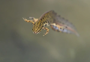 Smooth Newt (Lissotriton vulgaris) adult male, in breeding colours, underwater in dew pond, Lathkil Dale, Peak District, Derbyshire, England, may