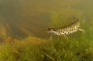 Smooth Newt (Lissotriton vulgaris) adult male, underwater, Italy, june