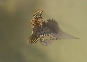 Common Newt Prints: Smooth Newt (Lissotriton vulgaris) two adult males