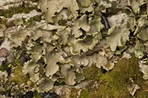 Lichen Prints: Smooth Rock-tripe (Umbilicaria mammulata) growing on vertical rockface