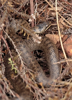 Smooth Snake (Coronella austriaca) adult, coiled amongst vegetation, Wareham Forest, Dorset, England, July