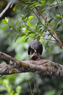 Killing Prints: Snail Kite (Rostrahamus sociabilis) adult male