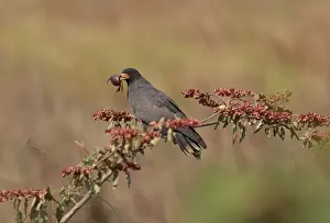 Kites Prints: Snail Kite (Rostrahamus sociabilis sociabilis) adult male