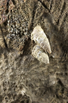 Snails Prints: Snail (Toffolettia striolata) two adults
