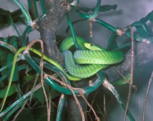 Elapidae Prints: Snake - Mamba Green (Dendroaspis augusticeps) Close-up / entwined around branches