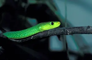 Snake - Mamba Green (Dendroaspis augusticeps) Close-up of head on branch