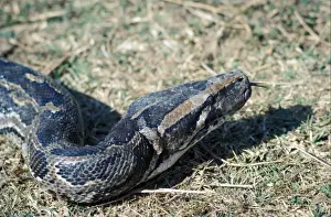 Python Prints: Snake - Python Indian (Python molurus) close-up of head / tongue out