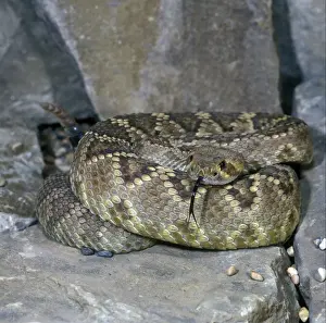 Snake - Rattlesnake Diamond-backed Western(Crotulus atrox) coiled on a rock / tongue out
